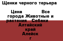 Щенки черного терьера › Цена ­ 35 000 - Все города Животные и растения » Собаки   . Алтайский край,Алейск г.